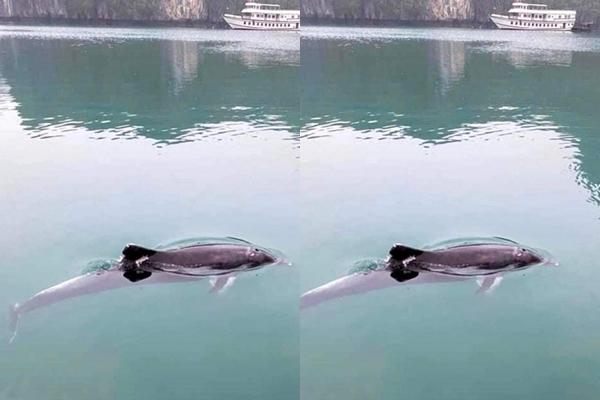 Tàu nhanh nhất thế giới đóng cửa mãi mãi sau vụ người chơi gãy xương cổ-3