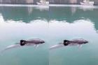 Cá heo tung tăng bơi lội ở vịnh Hạ Long