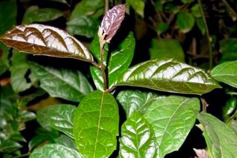 Ăn hấp hay luộc tốt hơn?-2