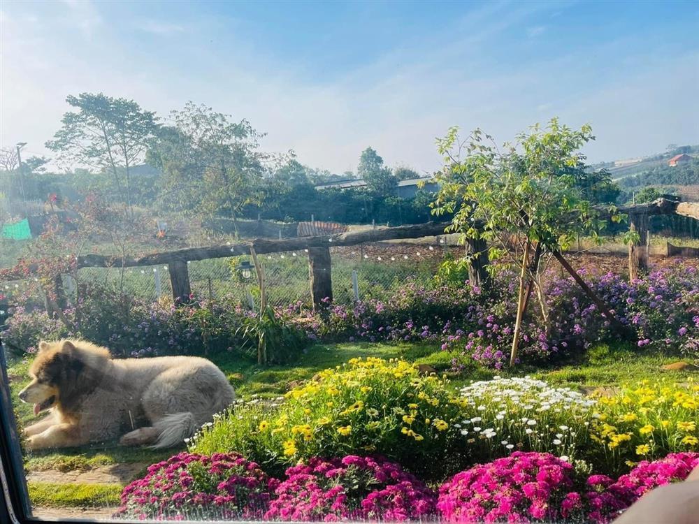 Nhà vườn 2.000m2 đẹp mê mải của Hoàng Lê Vi và chồng nhạc sĩ-7