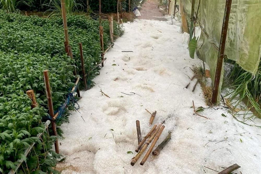 Mưa đá tại Lâm Đồng sau nhiều tháng khô hạn-1