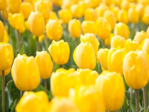 Đúng 18h hôm nay, 3 con giáp hứng trọn tinh hoa, chạm tay vào thành công, mọi điều như ý-1