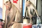 Chủ shop treo thưởng bắt 2 con khỉ 'biến thái', thích trêu gái đẹp và trộm nội y
