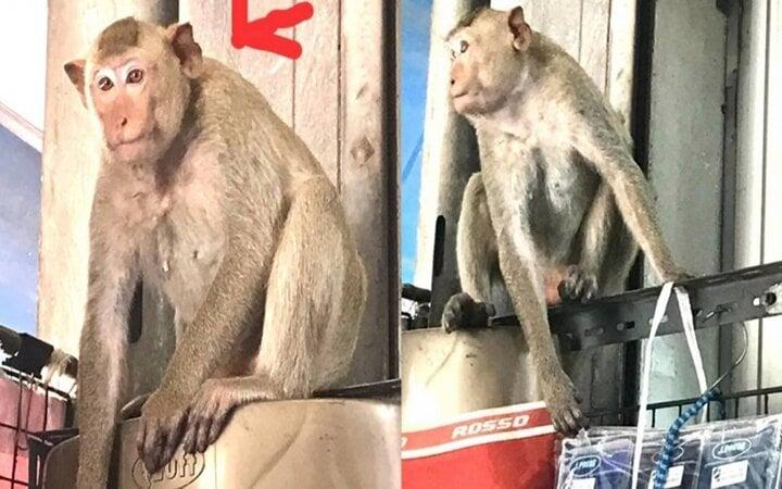 Chủ shop treo thưởng bắt 2 con khỉ biến thái, thích trêu gái đẹp và trộm nội y-1