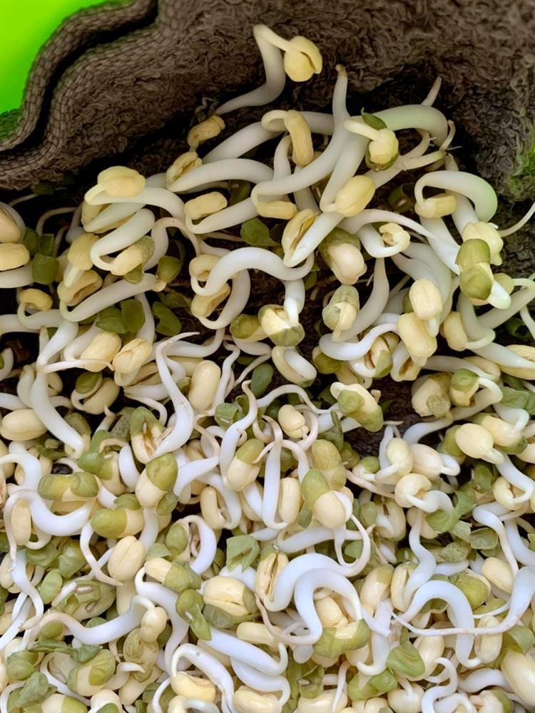 Cách làm giá đỗ siêu đơn giản, không cần tưới nước-2