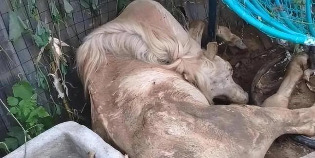 Kết cục bi thảm của Bạch Long Mã trong Tây du ký 1986-3