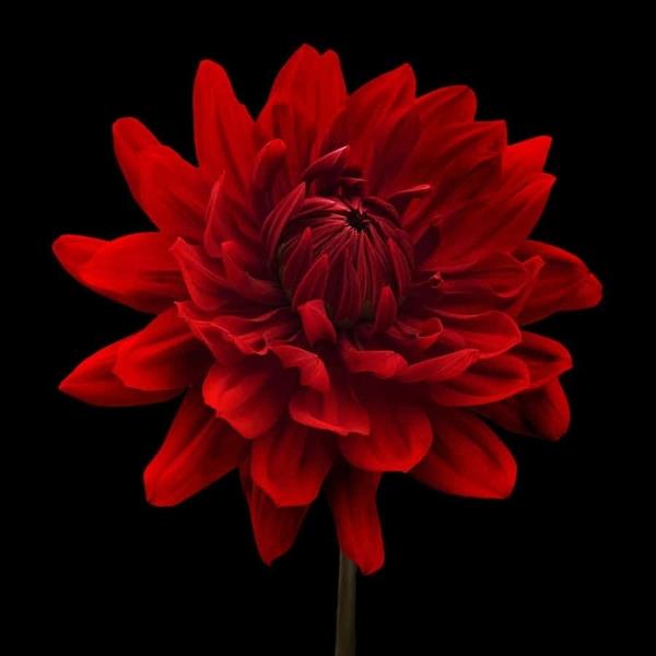 Màu sắc 12 cung hoàng đạo nên tránh kẻo gặp xui-2