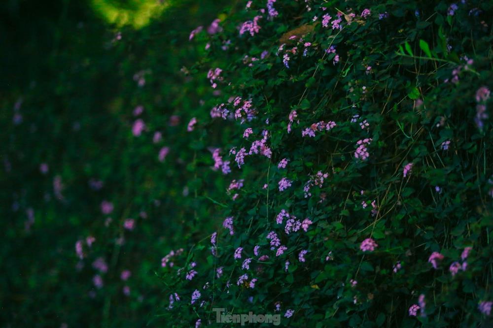 Nửa đêm, người dân Thủ đô đổ xô đến con đường hoa mới nổi để sống ảo-6