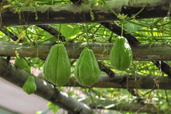 Ăn su su có tốt cho sức khỏe tim mạch?