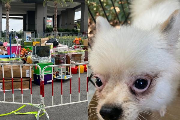 100 con chó Husky trốn khỏi quán cà phê, náo loạn trung tâm thương mại-2