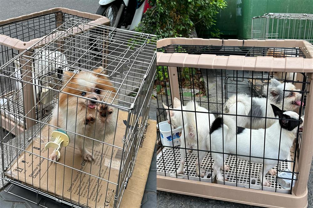Từ vụ bị đuổi vì nuôi 19 chú chó đến đại chiến nuôi chó mèo ở chung cư-1