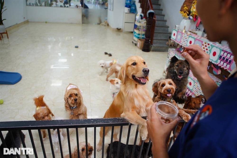 Từ vụ bị đuổi vì nuôi 19 chú chó đến đại chiến nuôi chó mèo ở chung cư-2
