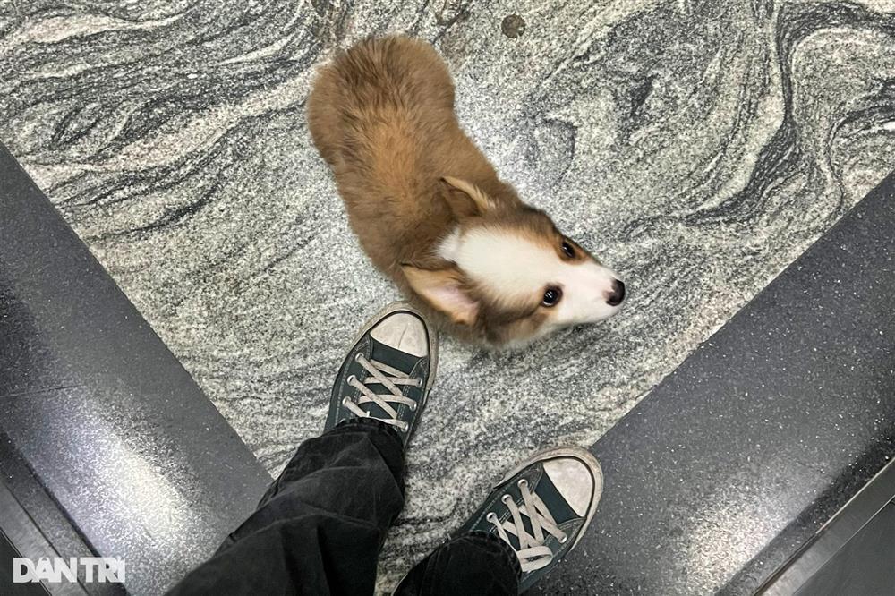 Từ vụ bị đuổi vì nuôi 19 chú chó đến đại chiến nuôi chó mèo ở chung cư-6