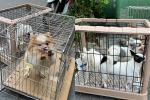 Vụ bị đuổi vì nuôi 19 chú chó ở chung cư: Hàng xóm nói gì?