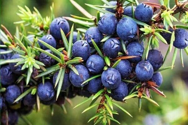 Một loại cây rất tốt cho người bị sỏi thận, nhiều người không biết vẫn hay làm ngơ-1