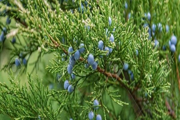 Một loại cây rất tốt cho người bị sỏi thận, nhiều người không biết vẫn hay làm ngơ-2