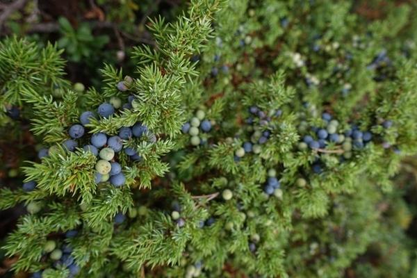 Một loại cây rất tốt cho người bị sỏi thận, nhiều người không biết vẫn hay làm ngơ-3