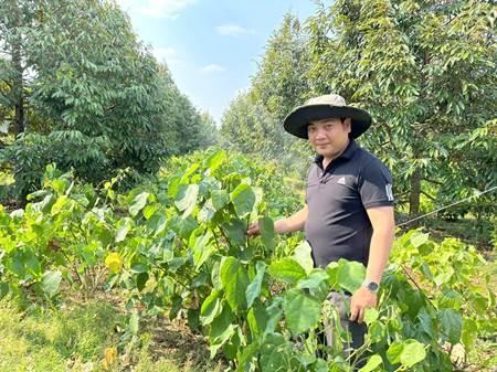 Loại rau nhà nghèo xưa bị ngó lơ nay xuất khẩu cả sang Mỹ, giá 60.000 đồng/kg-1