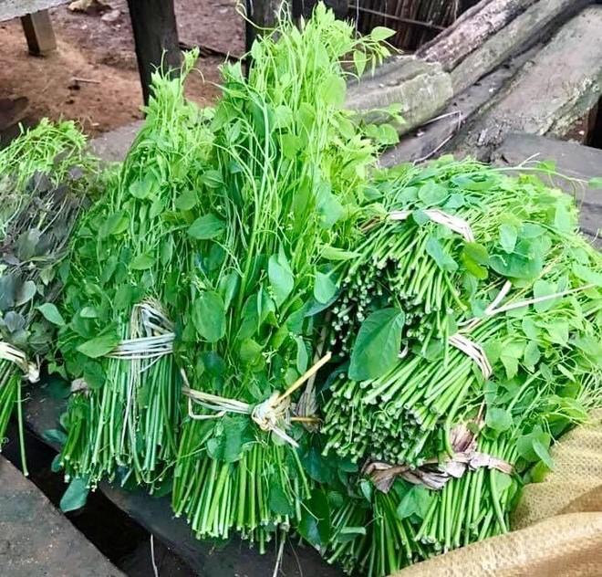Loại rau nhà nghèo xưa bị ngó lơ nay xuất khẩu cả sang Mỹ, giá 60.000 đồng/kg-2