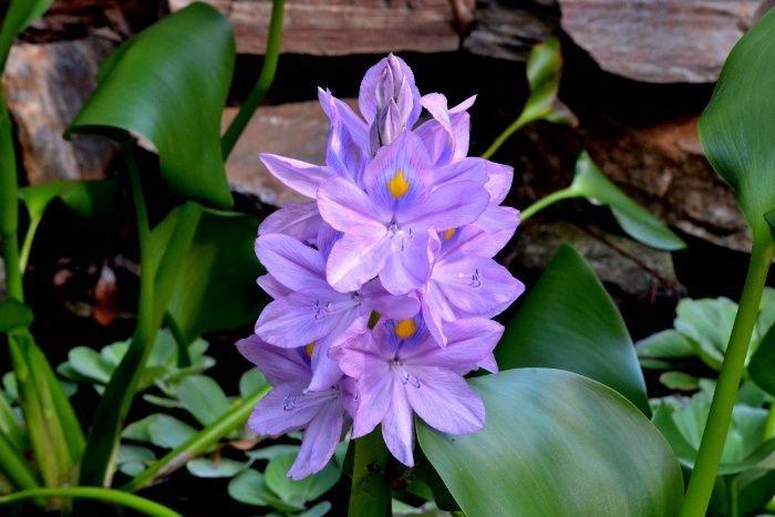 Loại cây Việt Nam dành cho gia súc nhưng lại là rau quý ở nước ngoài-1