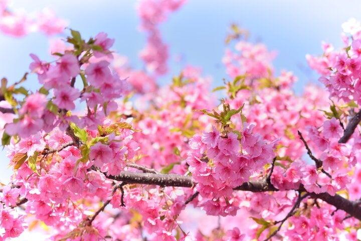 Hoa anh đào ở Nhật Bản nở vào tháng mấy?-2