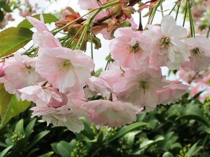 Hoa anh đào ở Nhật Bản nở vào tháng mấy?-3