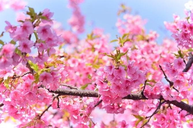 Giá vé máy bay dịp 30/4-1/5 cao ngất, khách than bay nước ngoài còn hơn-2