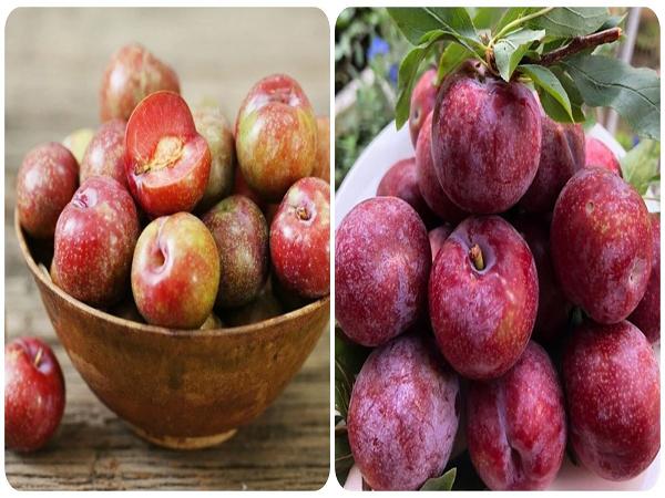 Mận: Loại quả rẻ tiền giúp cơ thể thanh lọc máu, chống ung thư hiệu quả nhưng mọi người đều không hề biết-2