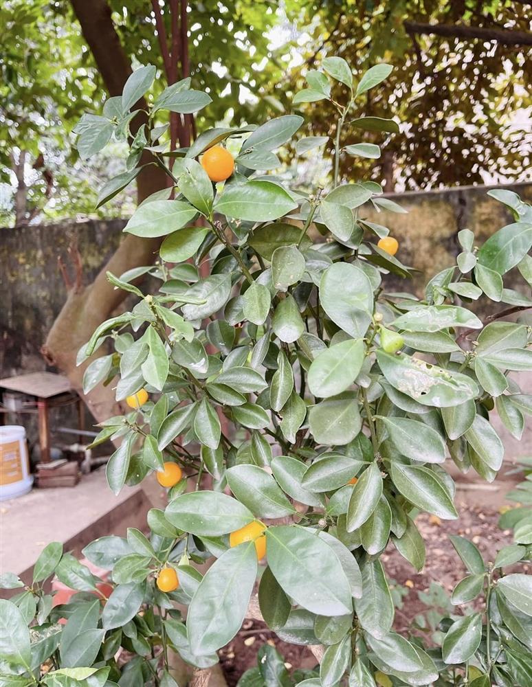 Cận cảnh căn nhà 3 tầng của NSƯT Hương Tươi-11