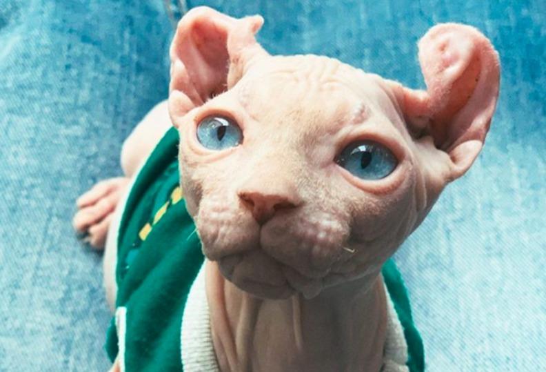 2 nữ ca sĩ đình đám showbiz Việt sở hữu những chú mèo quý có giá khủng là ai?-10