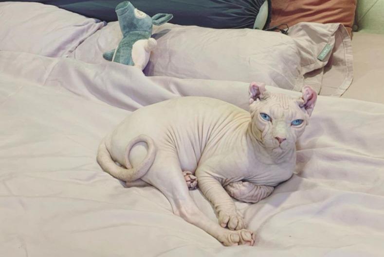 2 nữ ca sĩ đình đám showbiz Việt sở hữu những chú mèo quý có giá khủng là ai?-11