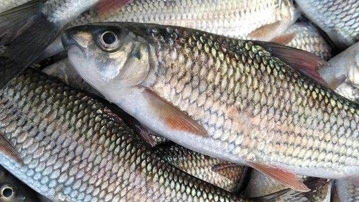 Những bộ phận của cá không nên ăn-1