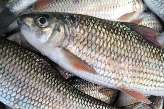 Những bộ phận của cá không nên ăn