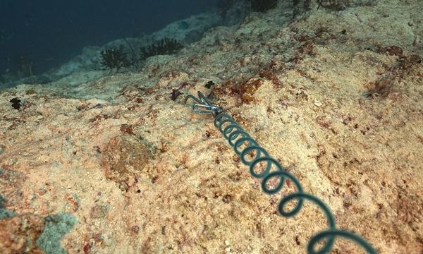 Khách Việt chi 50 triệu đồng và hành trình săn cá mập khát máu ở Maldives-3