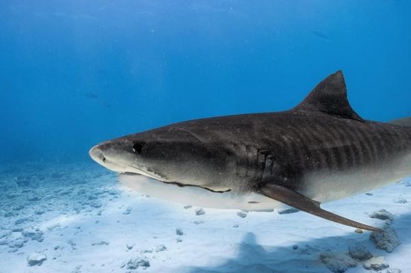 Khách Việt chi 50 triệu đồng và hành trình săn cá mập khát máu ở Maldives-7