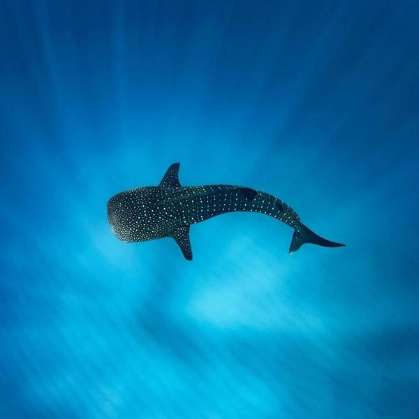 Khách Việt chi 50 triệu đồng và hành trình săn cá mập khát máu ở Maldives-9