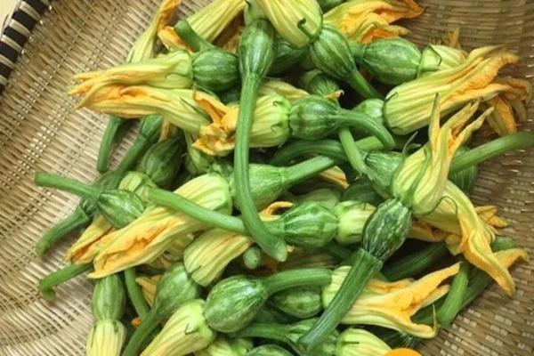 9 loại hoa quen thuộc có khả năng chữa bệnh-3