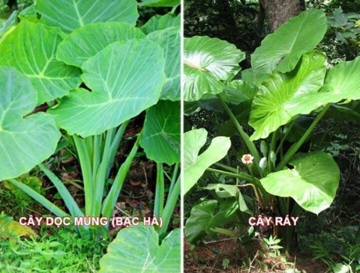 Rửa dọc mùng bằng thứ nước này sẽ không sợ ngứa tay-2