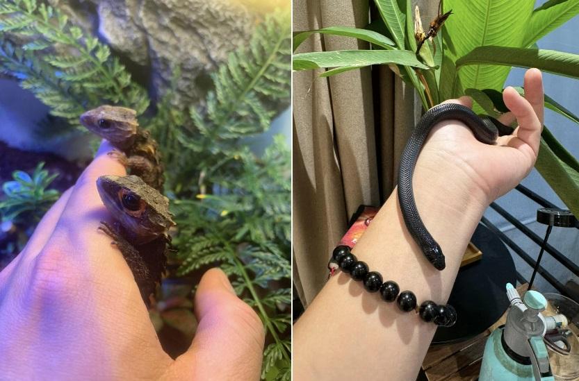 Huỳnh Anh cực chiều vợ MC Bạch Lan Phương hơn 6 tuổi và sở thích nuôi rắn-5