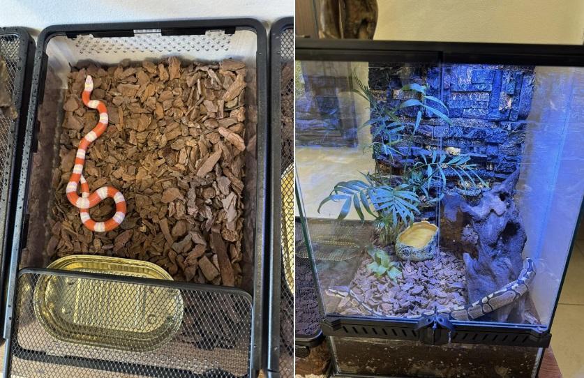 Huỳnh Anh cực chiều vợ MC Bạch Lan Phương hơn 6 tuổi và sở thích nuôi rắn-6