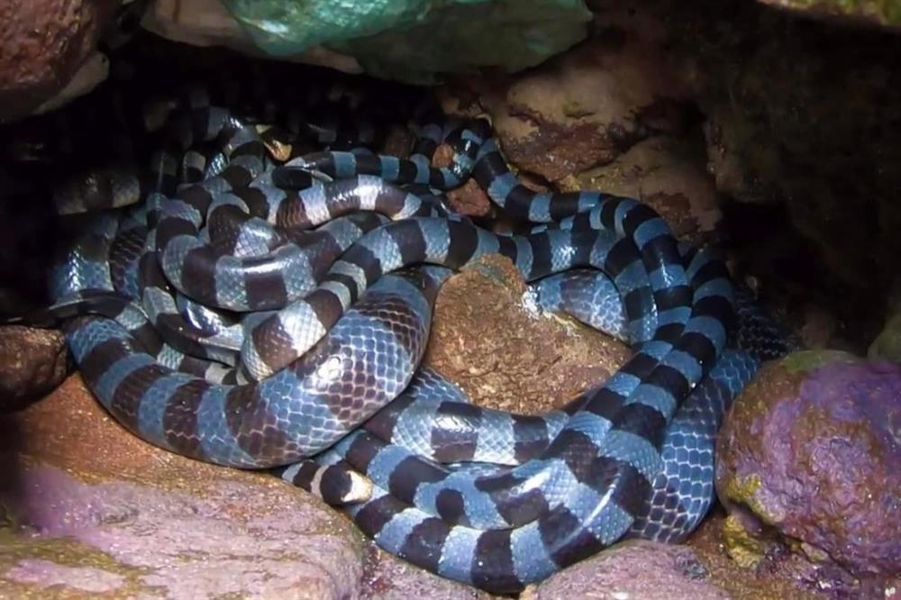 Sự thật ổ rắn 15 con độc nhất thế giới trên đảo Phú Quý-2