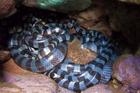Sự thật 'ổ rắn 15 con độc nhất thế giới' trên đảo Phú Quý