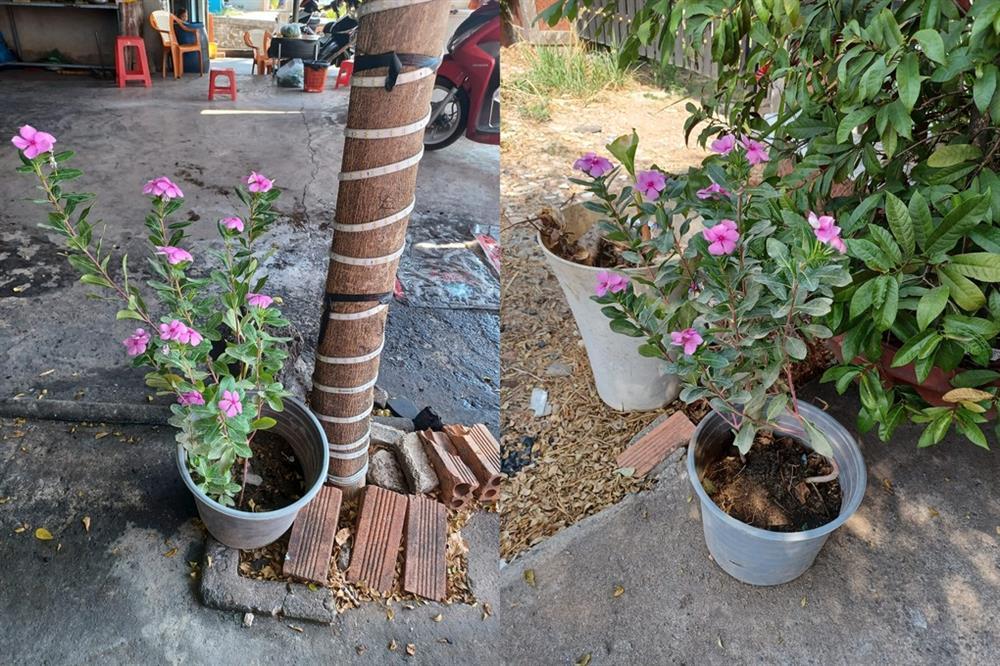 Giúp cụ ông nhặt ve chai, chủ nhà ở Đồng Nai nhận quà bất ngờ lúc rạng sáng-1