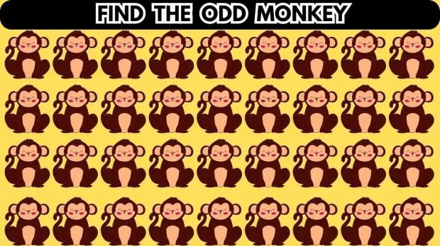 Chỉ thiên tài mới tìm ra con khỉ khác biệt trong đàn-1
