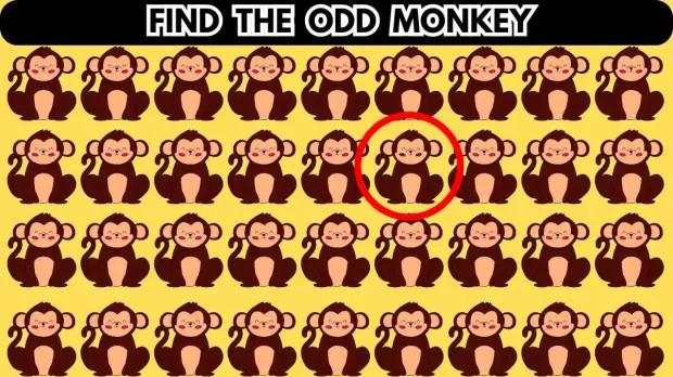 Chỉ thiên tài mới tìm ra con khỉ khác biệt trong đàn-2