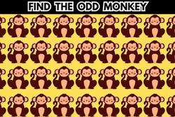 Chỉ thiên tài mới tìm ra con khỉ khác biệt trong đàn