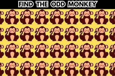 Chỉ thiên tài mới tìm ra con khỉ khác biệt trong đàn