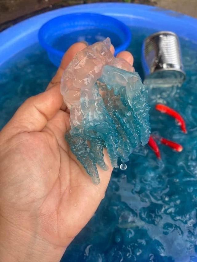 Sinh vật được ví như mỹ vị mùa hè, hot rần rần trên mạng: Khi ăn nhất định phải nhớ 3 điều-1