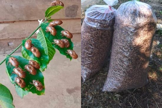 Thực hư xác ve sầu được thu mua giá tiền triệu