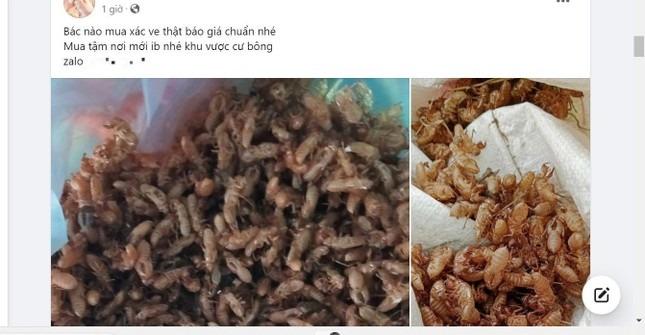 Thực hư xác ve sầu được thu mua giá tiền triệu-1